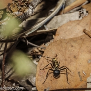 Polyrhachis semiaurata at Stromlo, ACT - 2 Jan 2021 08:13 AM