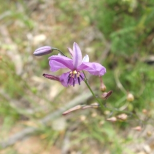 Arthropodium strictum at Nangus, NSW - 9 Nov 2010 02:09 PM