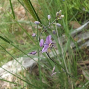 Arthropodium strictum at Nangus, NSW - 9 Nov 2010