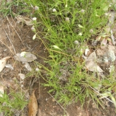 Vittadinia muelleri (Narrow-leafed New Holland Daisy) at Nangus, NSW - 9 Nov 2010 by abread111