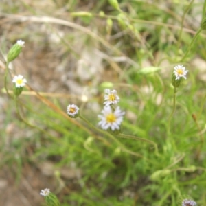 Vittadinia muelleri at Nangus, NSW - 9 Nov 2010