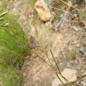 Rytidosperma sp. at Nangus, NSW - 9 Nov 2010