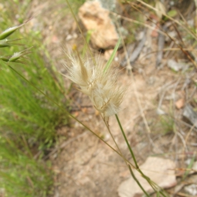 Rytidosperma sp. (Wallaby Grass) at Nangus, NSW - 9 Nov 2010 by abread111