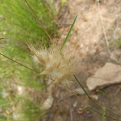 Rytidosperma sp. at Nangus, NSW - 9 Nov 2010