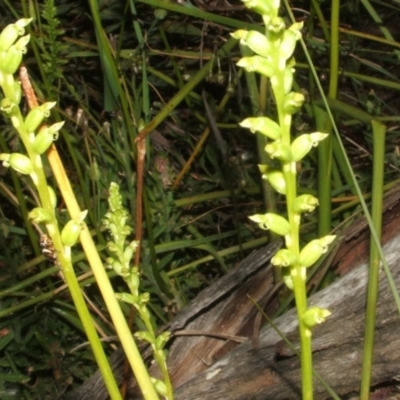 Microtis sp. (Onion Orchid) at Nangus, NSW - 8 Nov 2010 by abread111