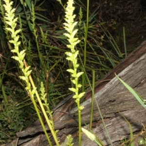 Microtis sp. at Nangus, NSW - suppressed