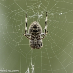 Socca pustulosa (Knobbled Orbweaver) at Denman Prospect, ACT - 2 Jan 2021 by JonSteinbeck