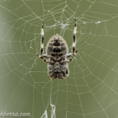 Socca pustulosa (Knobbled Orbweaver) at Denman Prospect, ACT - 1 Jan 2021 by BIrdsinCanberra