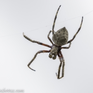 Socca pustulosa at Denman Prospect, ACT - 2 Jan 2021 09:58 AM