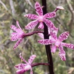 Dipodium punctatum (Blotched Hyacinth Orchid) at Booth, ACT - 30 Dec 2020 by KMcCue