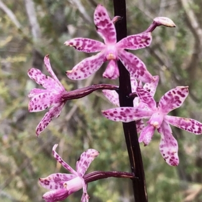 Dipodium punctatum (Blotched Hyacinth Orchid) at Booth, ACT - 30 Dec 2020 by KMcCue
