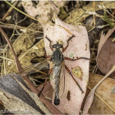 Zosteria sp. (genus) (Common brown robber fly) at Denman Prospect, ACT - 2 Jan 2021 by JonSteinbeck