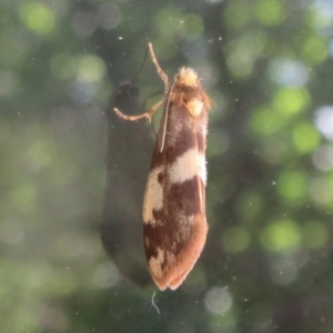 Anestia (genus) at Flynn, ACT - 10 Jan 2021 05:09 PM