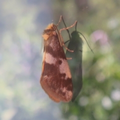 Anestia (genus) at Flynn, ACT - 10 Jan 2021 05:09 PM