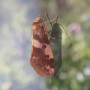 Anestia (genus) at Flynn, ACT - 10 Jan 2021 05:09 PM