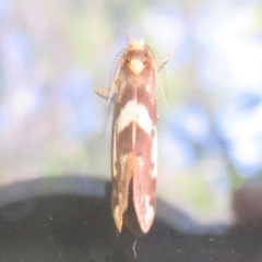 Anestia (genus) at Flynn, ACT - 10 Jan 2021 05:09 PM