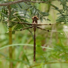 Telephlebia brevicauda (Southern Evening Darner) at Tidbinbilla Nature Reserve - 6 Jan 2021 by DPRees125