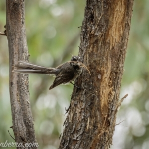 Rhipidura albiscapa at Denman Prospect, ACT - 2 Jan 2021 10:29 AM