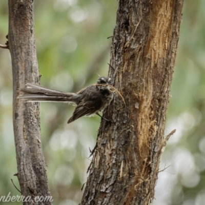 Rhipidura albiscapa (Grey Fantail) at Denman Prospect, ACT - 1 Jan 2021 by BIrdsinCanberra