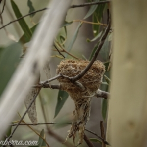 Rhipidura albiscapa at Denman Prospect, ACT - 2 Jan 2021 10:29 AM