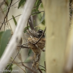 Rhipidura albiscapa at Denman Prospect, ACT - 2 Jan 2021