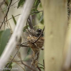 Rhipidura albiscapa at Denman Prospect, ACT - 2 Jan 2021 10:29 AM