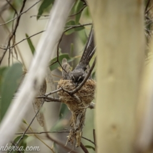 Rhipidura albiscapa at Denman Prospect, ACT - 2 Jan 2021 10:29 AM