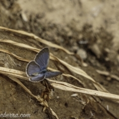 Zizina otis (Common Grass-Blue) at Denman Prospect, ACT - 2 Jan 2021 by JonSteinbeck
