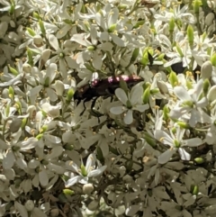 Selagis aurifera at Red Hill, ACT - 10 Jan 2021