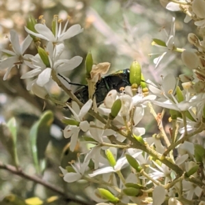 Selagis aurifera at Red Hill, ACT - 10 Jan 2021