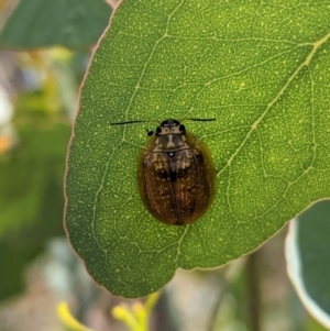 Paropsisterna cloelia at Red Hill, ACT - 10 Jan 2021