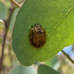 Paropsisterna cloelia at Red Hill, ACT - 10 Jan 2021