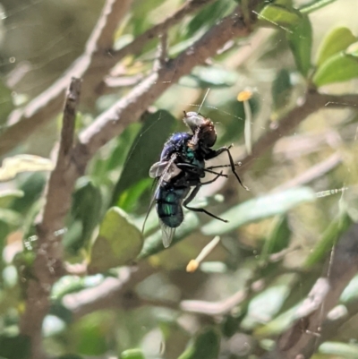 Calliphoridae (family) (Unidentified blowfly) at Red Hill, ACT - 10 Jan 2021 by JackyF