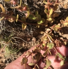 Hypericum japonicum (Creeping St John's Wort) at Mount Clear, ACT - 10 Jan 2021 by Tapirlord