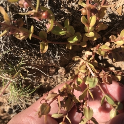 Hypericum japonicum (Creeping St John's Wort) at Mount Clear, ACT - 9 Jan 2021 by Tapirlord