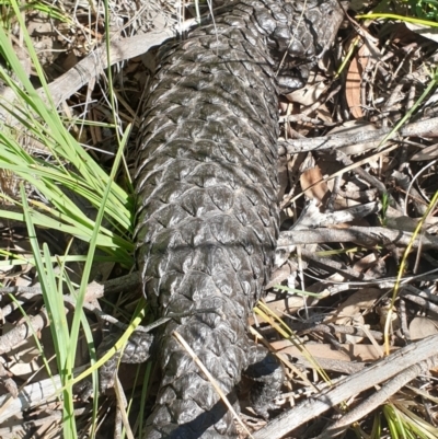 Tiliqua rugosa (Shingleback Lizard) at Mount Painter - 1 Nov 2020 by drakes