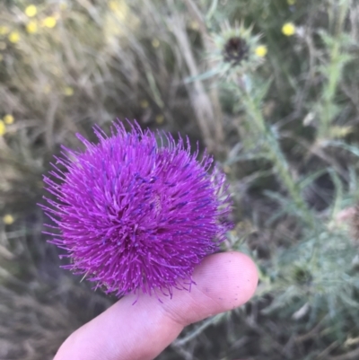 Carduus nutans (Nodding Thistle) at Mount Clear, ACT - 9 Jan 2021 by Tapirlord