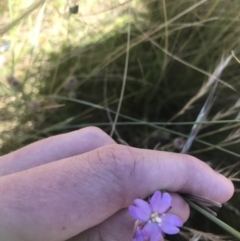 Epilobium sp. (A Willow Herb) at Mount Clear, ACT - 10 Jan 2021 by Tapirlord
