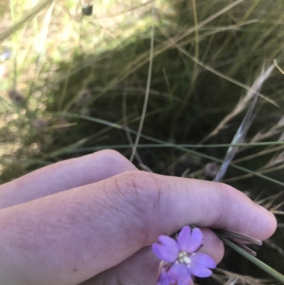 Epilobium sp. (A Willow Herb) at Mount Clear, ACT - 9 Jan 2021 by Tapirlord