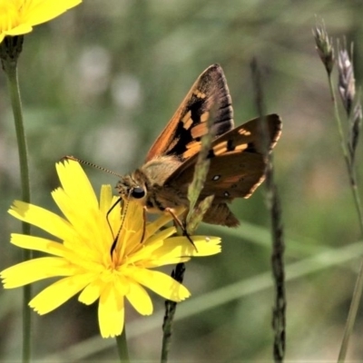 Trapezites eliena (Orange Ochre) at Cotter River, ACT - 10 Jan 2021 by HarveyPerkins