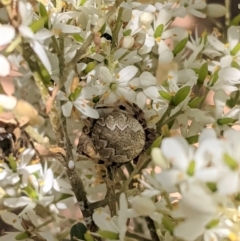 Salsa fuliginata (Sooty Orb-weaver) at Red Hill, ACT - 10 Jan 2021 by JackyF