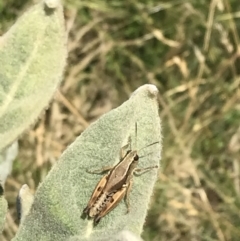 Phaulacridium vittatum (Wingless Grasshopper) at Namadgi National Park - 10 Jan 2021 by Tapirlord