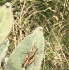 Phaulacridium vittatum at Mount Clear, ACT - 10 Jan 2021