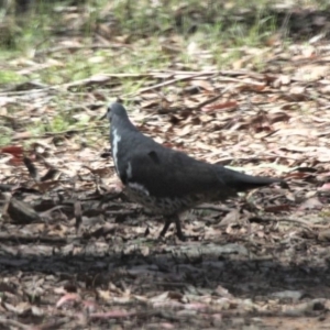 Leucosarcia melanoleuca at Cotter River, ACT - 10 Jan 2021 02:37 PM