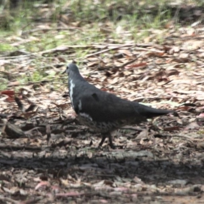 Leucosarcia melanoleuca (Wonga Pigeon) at Cotter River, ACT - 10 Jan 2021 by HarveyPerkins