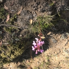 Stylidium sp. (Trigger Plant) at Mount Clear, ACT - 10 Jan 2021 by Tapirlord