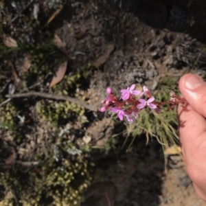 Stylidium sp. at Mount Clear, ACT - 10 Jan 2021