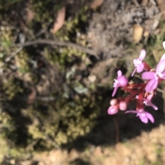 Stylidium sp. at Mount Clear, ACT - 10 Jan 2021