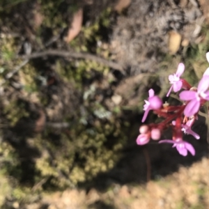 Stylidium sp. at Mount Clear, ACT - 10 Jan 2021