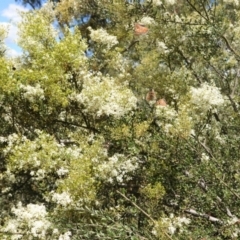 Bursaria spinosa (Native Blackthorn, Sweet Bursaria) at Red Hill, ACT - 10 Jan 2021 by JackyF